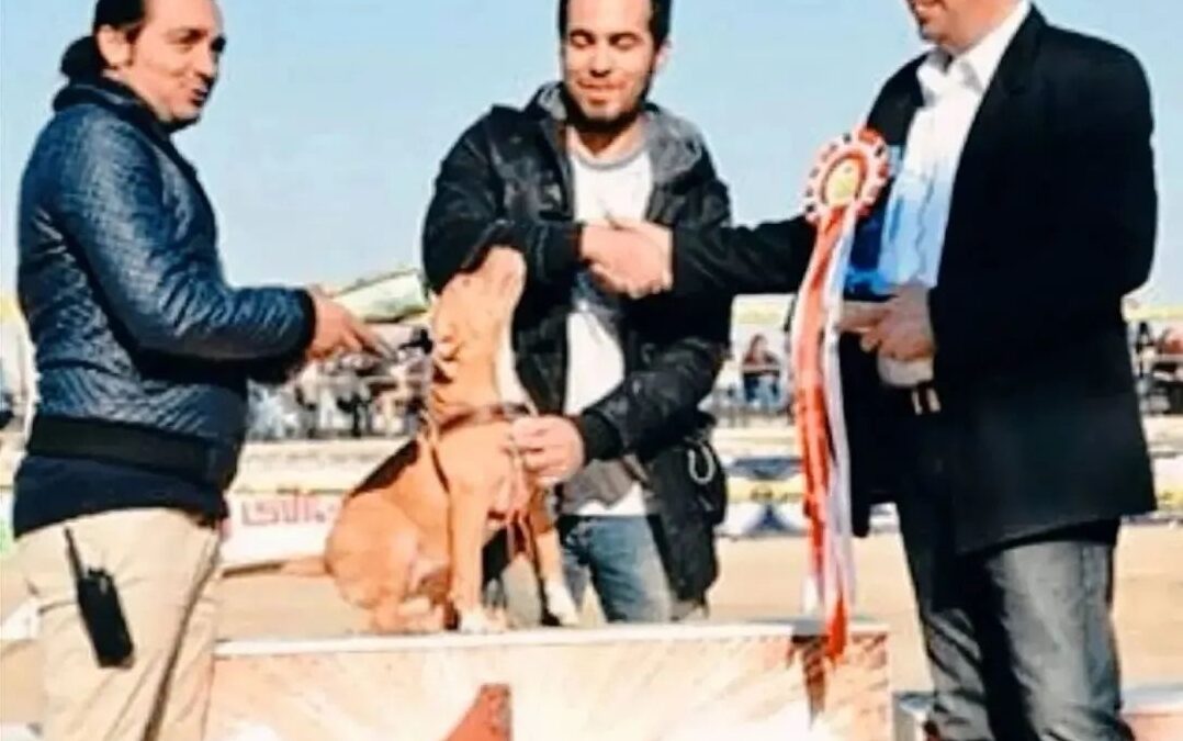 هانا قهرمان ایران در مسابقات اصالت و کیفیت پیتبول